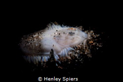 Tiny flounder with a parasite on its face by Henley Spiers 